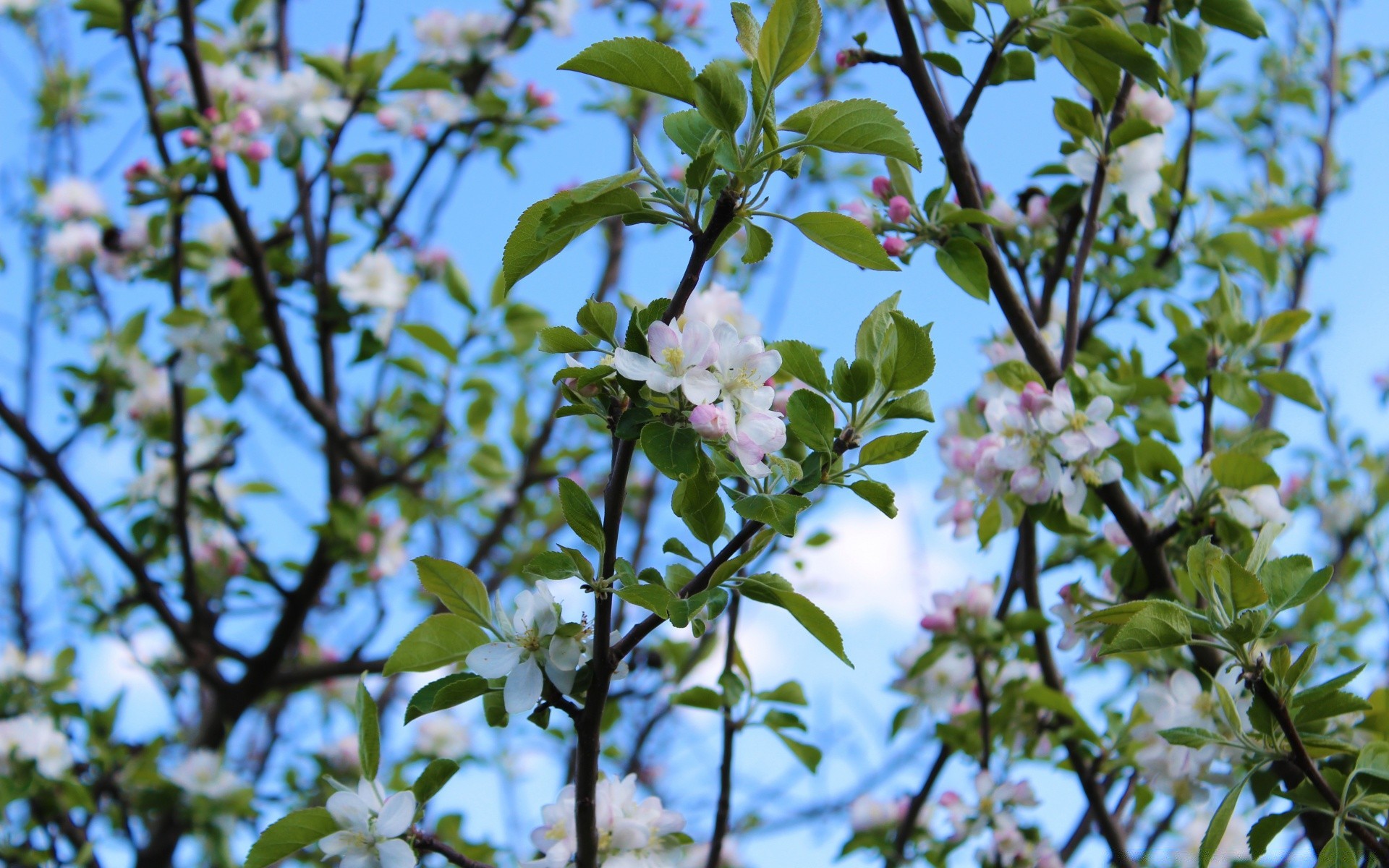 spring flower tree flora branch nature leaf season apple garden growth bud cherry blooming petal close-up floral outdoors springtime environment