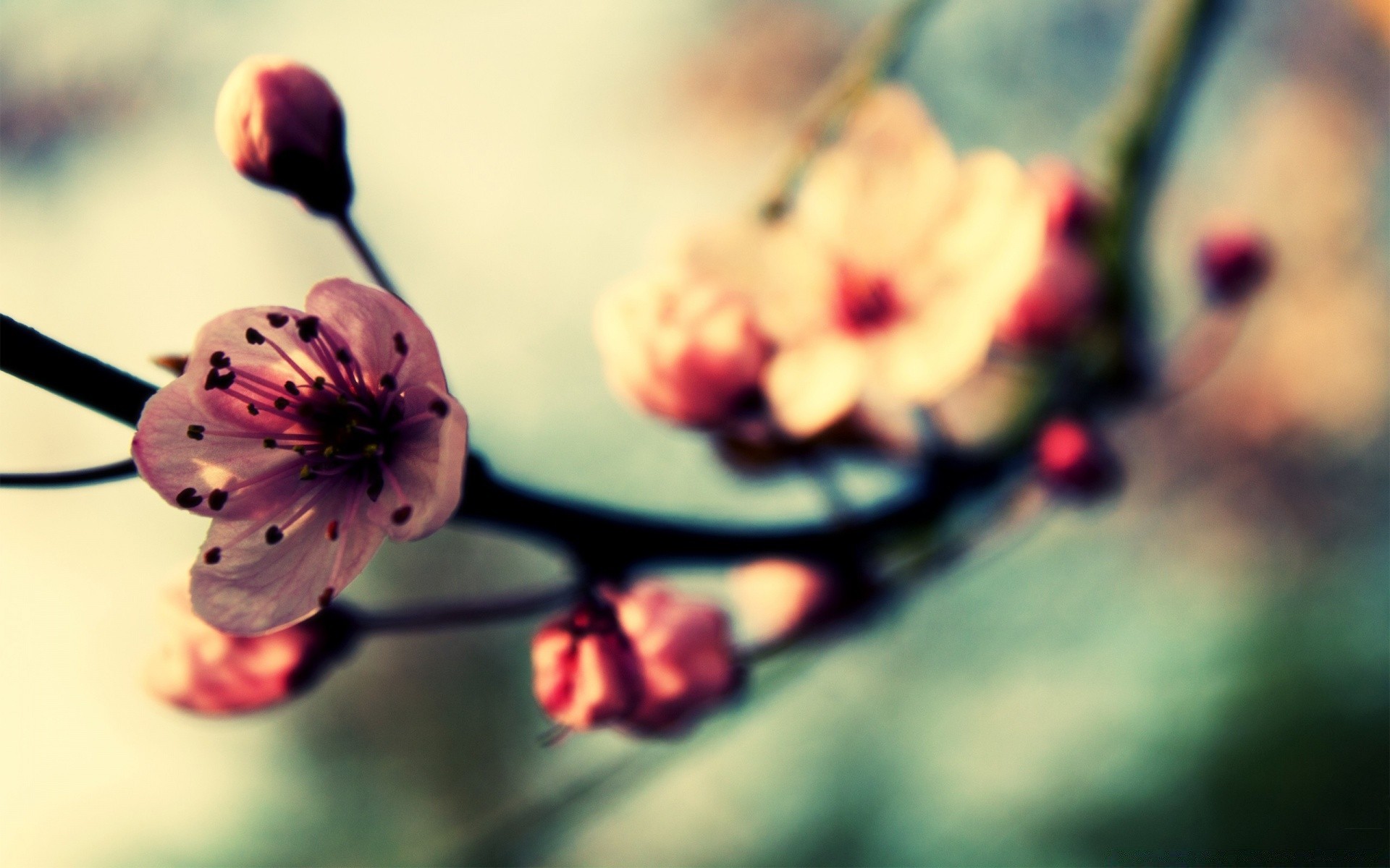 spring flower blur nature dof flora leaf still life garden delicate summer outdoors