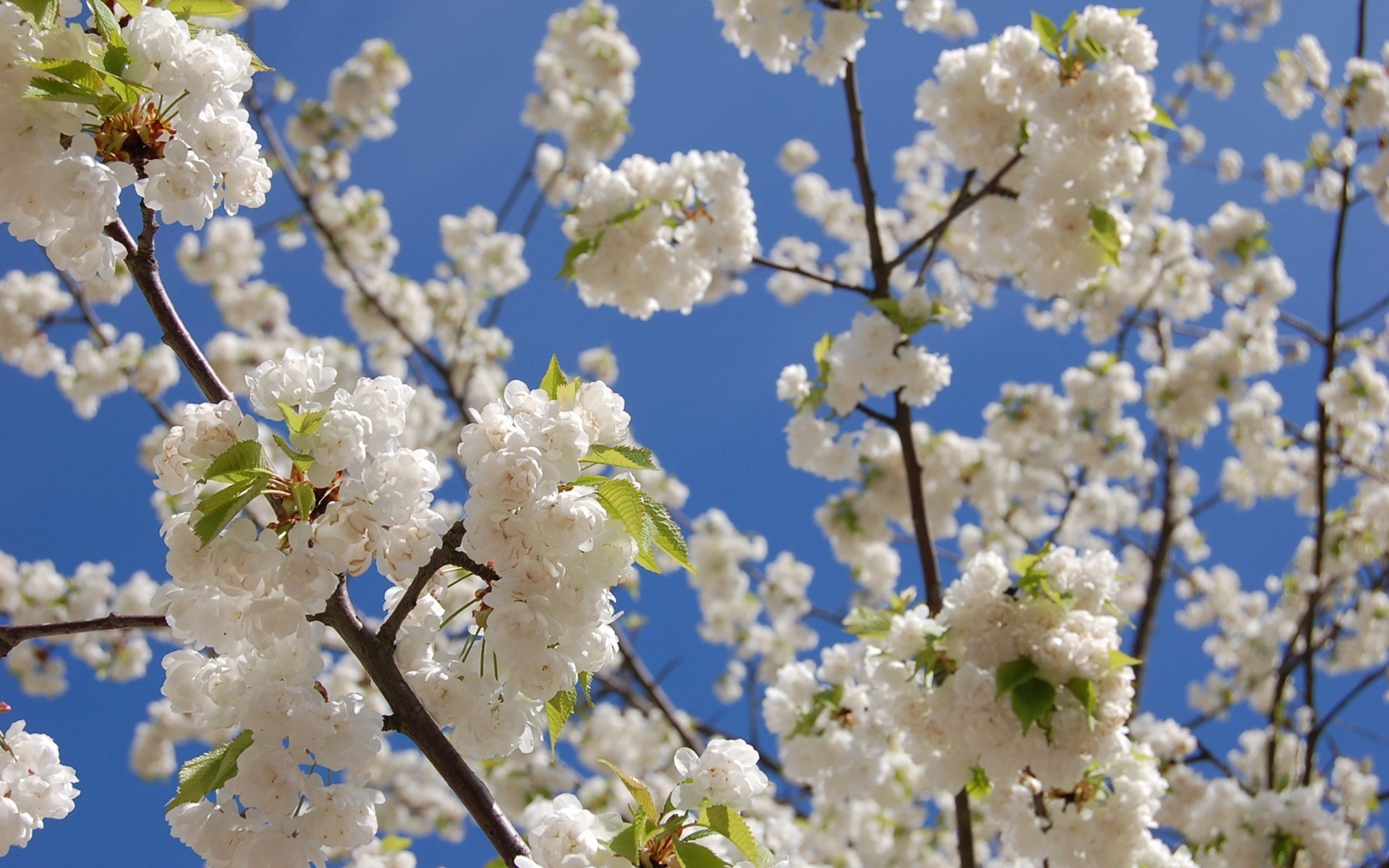 spring cherry flower branch tree nature plum season apple flora blooming growth bud petal springtime floral garden apricot leaf fair weather