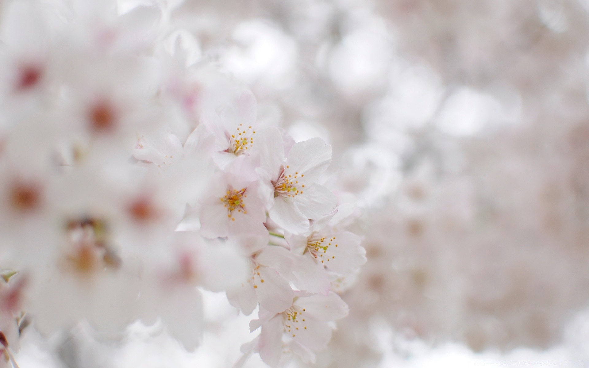 primavera natura fiore di ciliegio flora ramo luminoso all aperto foglia stagione albero estate delicato giardino crescita bel tempo