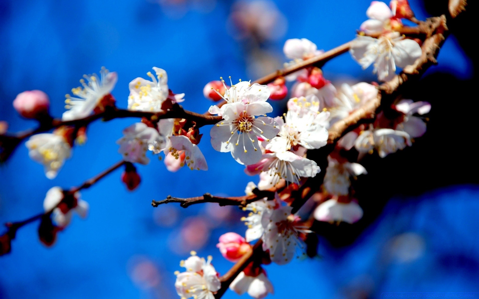 spring cherry apple flower tree plum branch apricot nature bud season blur flora peach winter garden petal almond blooming fruit