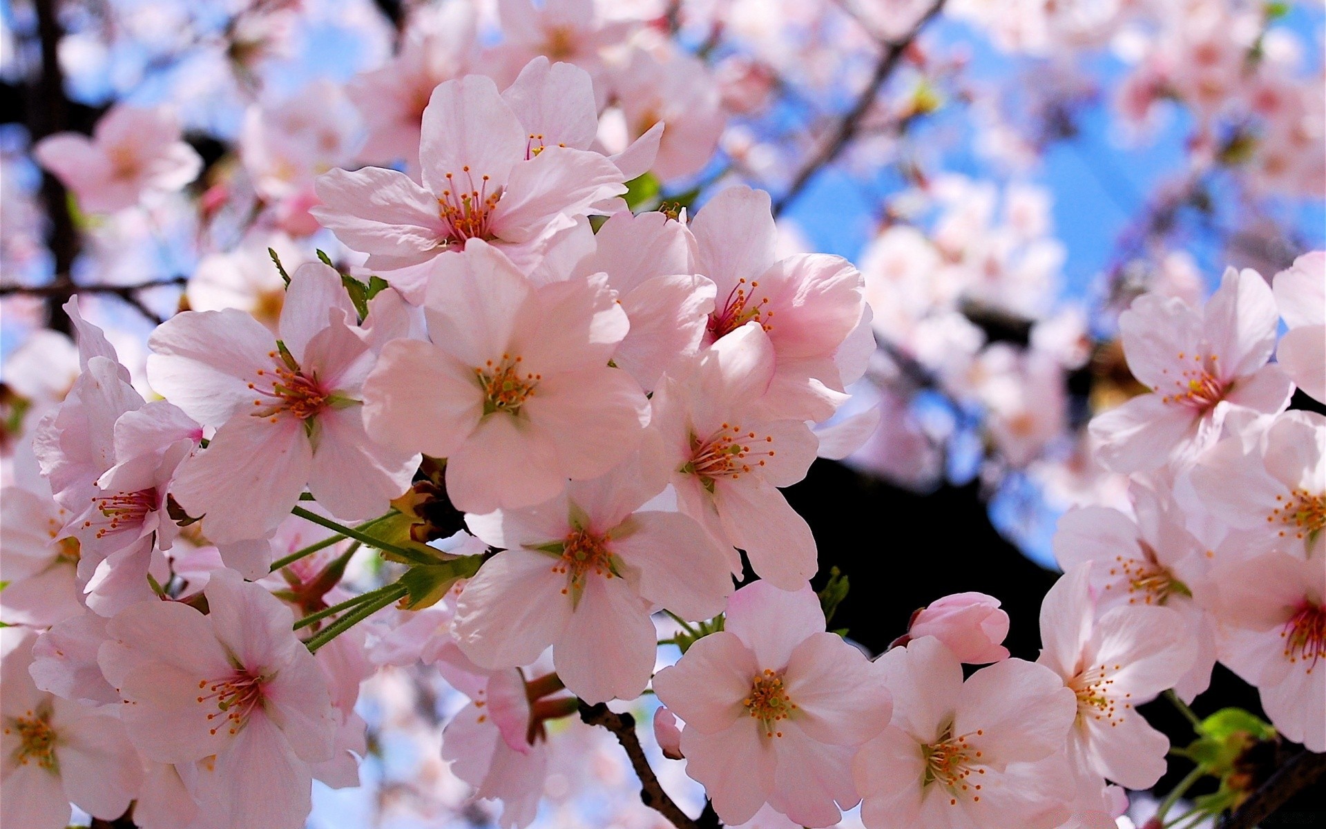 primavera fiore ciliegio flora albero natura giardino ramo fiore crescita petalo stagione compagno foglia all aperto primavera mela delicato floreale parco