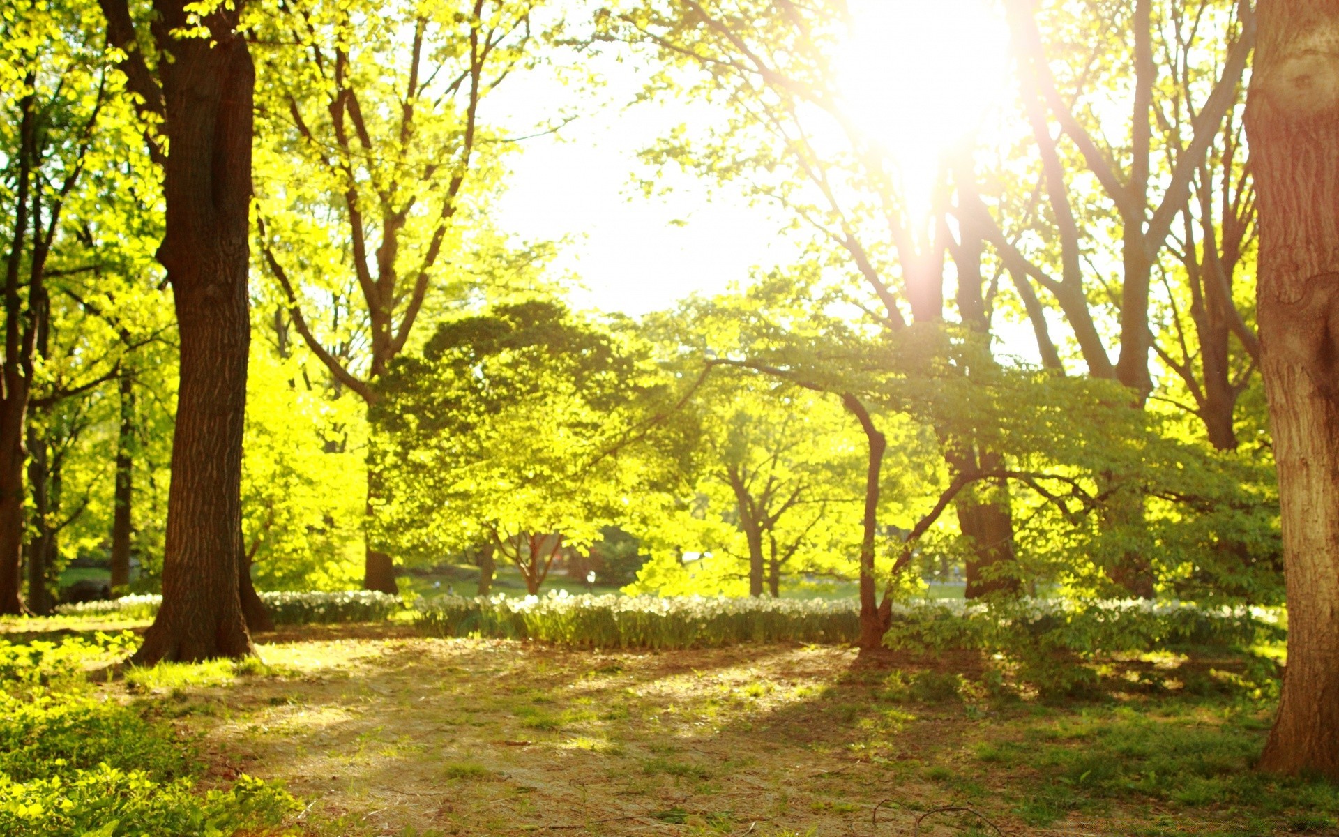 primavera árbol madera otoño parque naturaleza paisaje hoja buen tiempo sol temporada amanecer al aire libre medio ambiente escénico guía campo niebla brillante luz rural