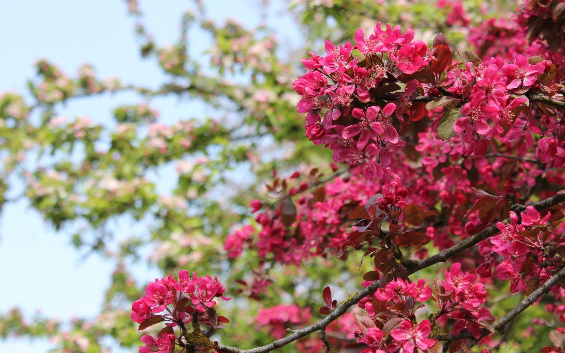 primavera fiore natura flora fiore giardino ramo albero floreale foglia petalo crescita stagione estiva arbusto colore luminoso parco buddy soleggiato