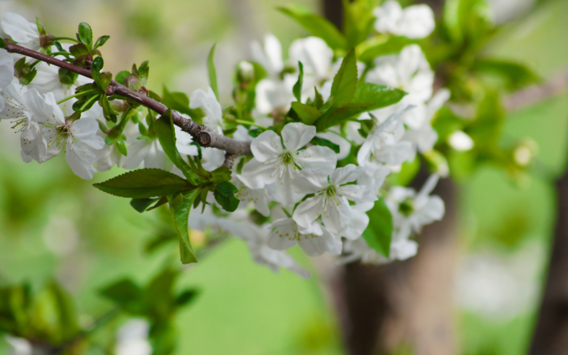 frühling natur blume flora blatt baum zweig saison garten schließen blühen blütenblatt wachstum sommer kumpel frische apfel blumen kirsche gutes wetter