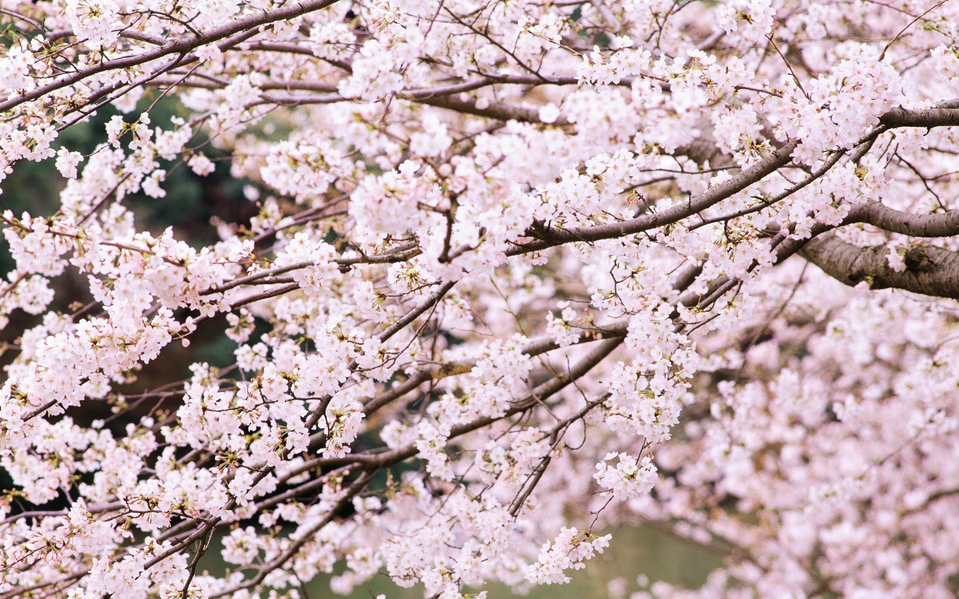 spring cherry tree flower branch season apple springtime plum flora blooming bud petal fruit tree growth nature close-up apricot almond floral leaf