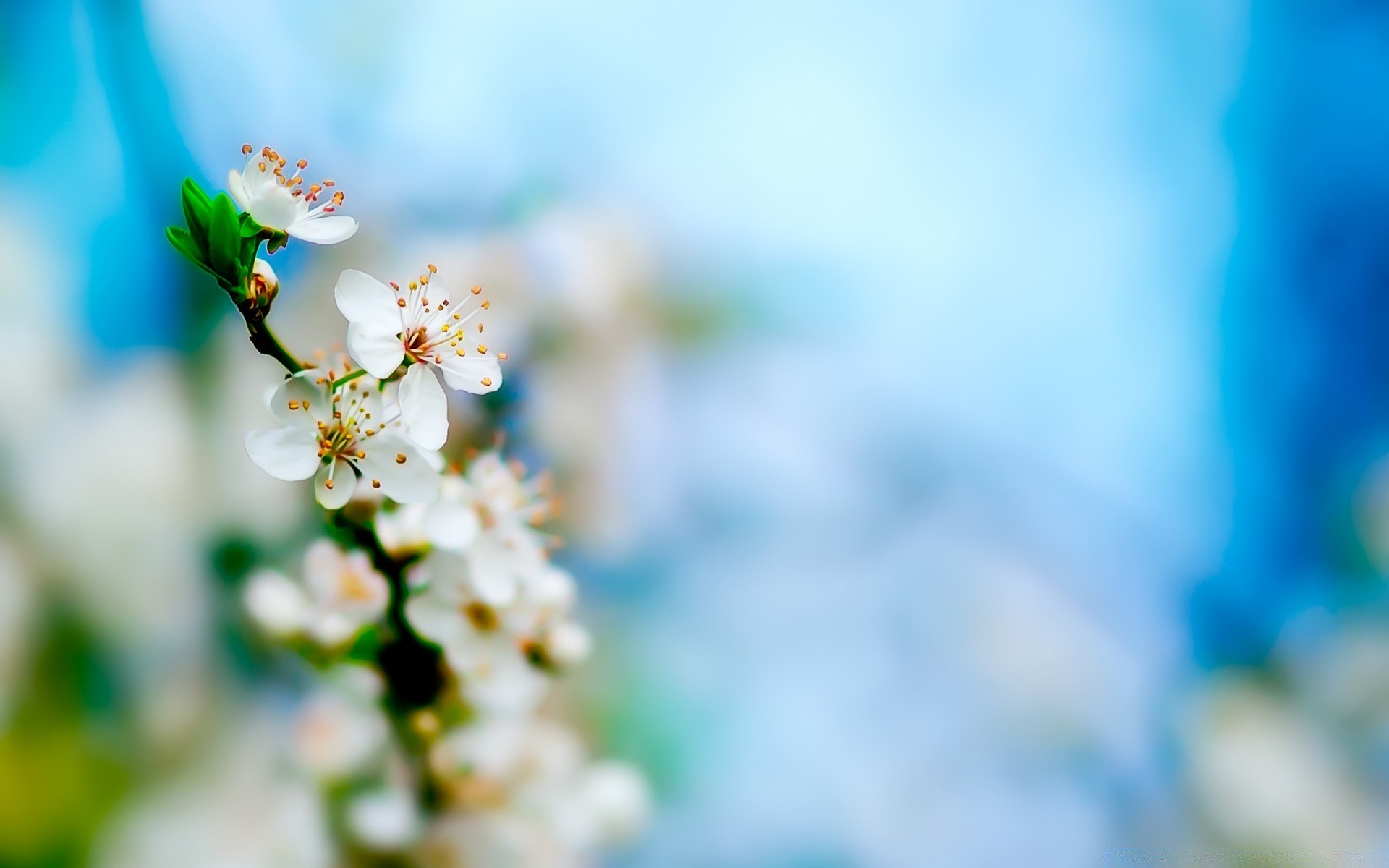 primavera desenfoque naturaleza flor hoja verano buen tiempo dof crecimiento brillante al aire libre flora sol cereza jardín delicado