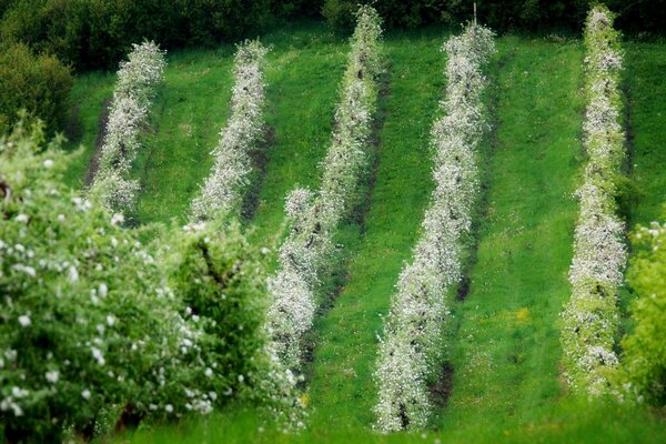 Flowering trees in rows