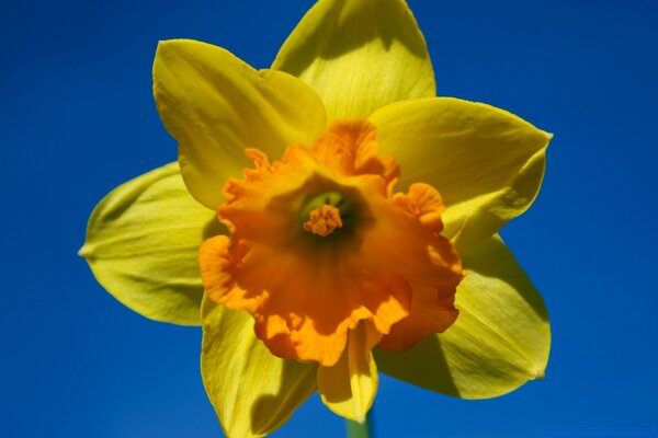 Gelbe Blume auf Vollbild auf blauem Hintergrund