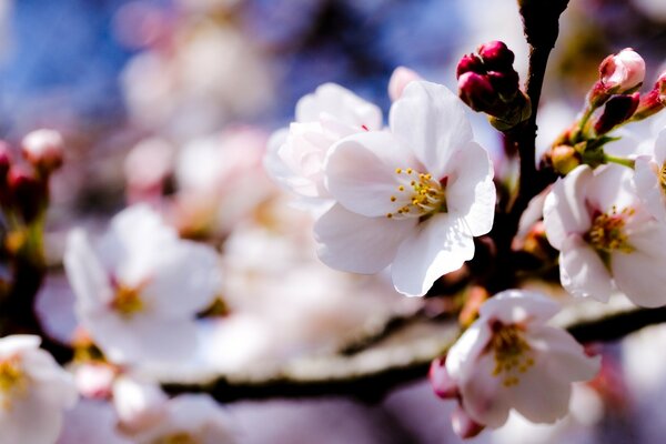 Fiori primaverili bianchi su un ramo di un albero