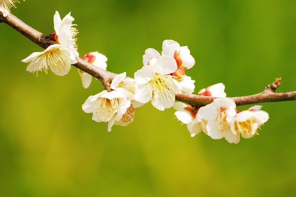 Branche de cerisier en fleurs