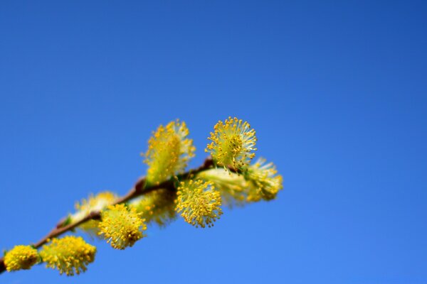 Brotes de primavera florecieron en la naturaleza