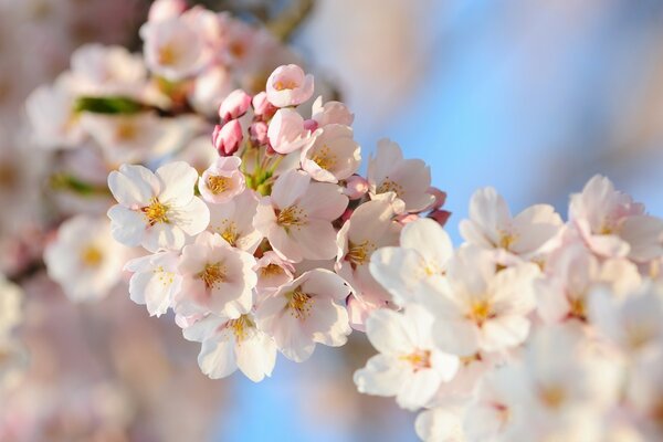 Flowers on cherry branches, spring nature