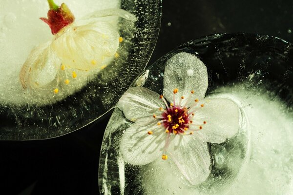 صورة ماكرو لقطرات الماء والزهور