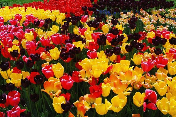 Viele bunte Tulpen auf dem Rasen