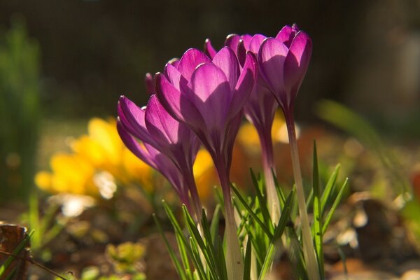 Spring crocus in the green garden