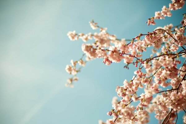 Flor de cerezo en el fondo del cielo de primavera