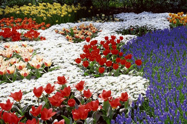 Eine Vielzahl von frühlingsblühenden Blumen in der Natur