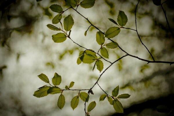 Spring foliage tree leaves