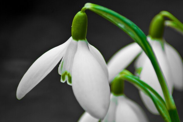 Frühling weiße Blumen auf schwarzem Hintergrund