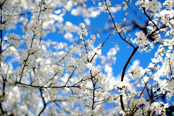 Blooming white trees against a blue sky