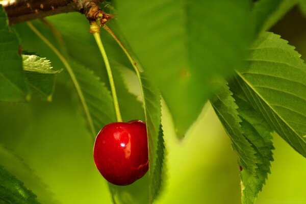 Cerise solitaire sur une branche avec des feuilles