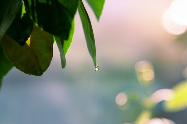 Come gocciola l acqua