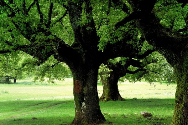 Árbol de la vida árbol del pensamiento