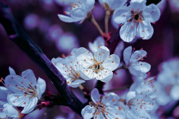 Image of delicate cherry blossoms