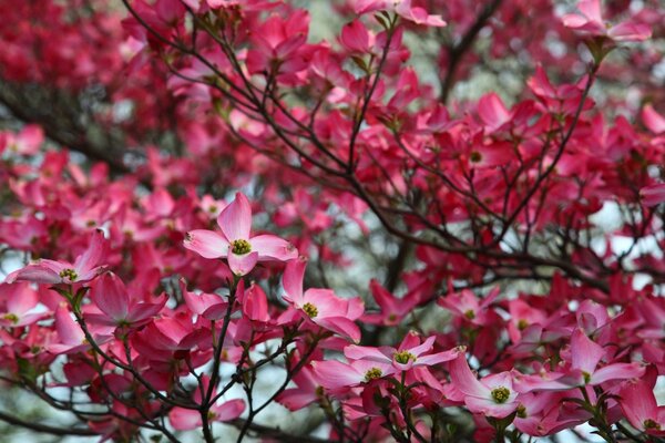 Pink dogwood tree spring flowering