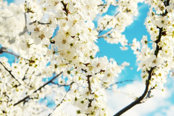 Flores de primavera blancas como la nieve contra el cielo