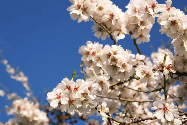 The cherry tree blooms in spring