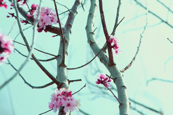 Blühende Sakura auf dem Hintergrund des blühenden Himmels