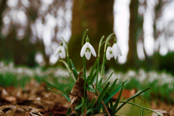 Das Auftreten der ersten Blumen nach dem Winter