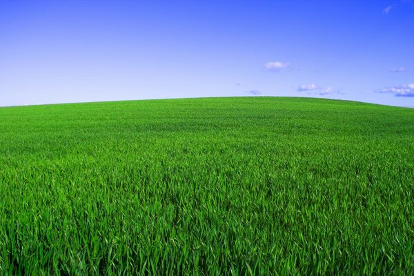 Land mit Gras bedeckte Lichtung