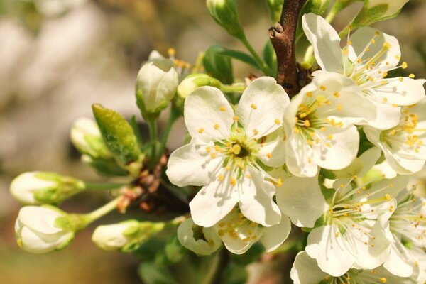 Spring cherry blossoms in the garden