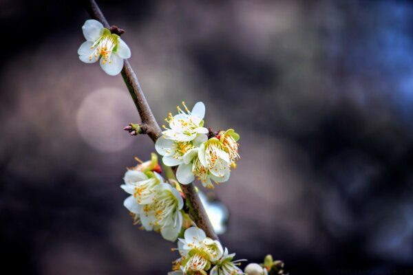 The opening of the first spring flowers