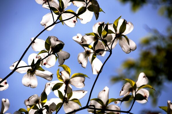 Belles fleurs blanches ressemblant à des papillons