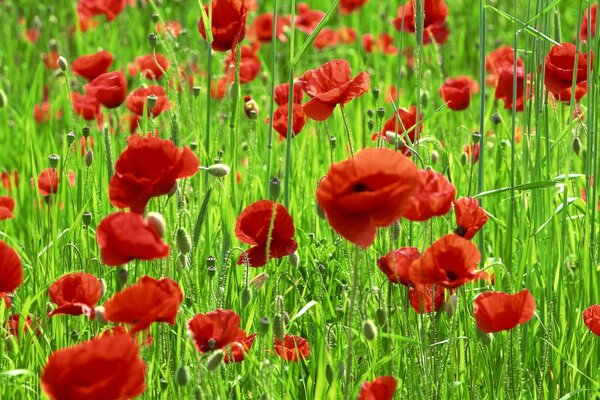 Paradis des coquelicots fleuris