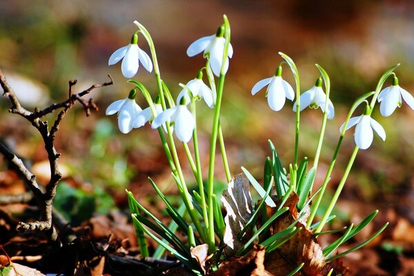 Prímula de primavera, flora en la naturaleza