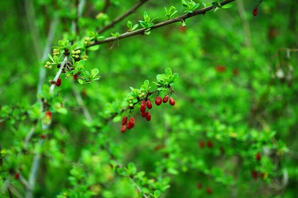 Rote Beeren im grünen Wald