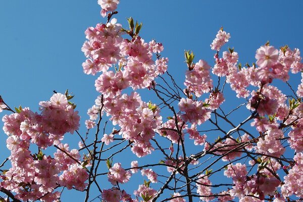 Rami di albero con fiori rosa