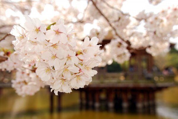 Large cherry blossoms on a tree