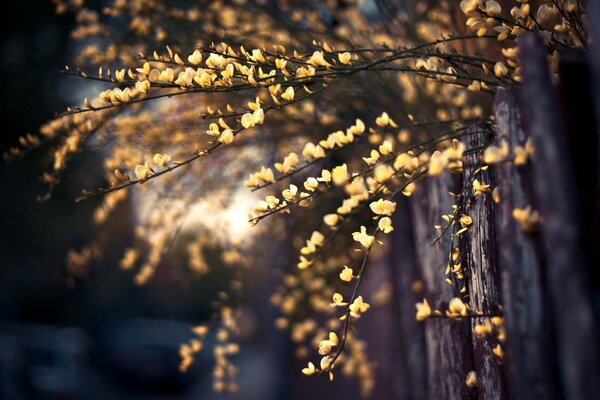 Small yellow flowers grow on the branches