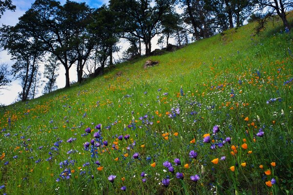 Spring meadow with wildflowers