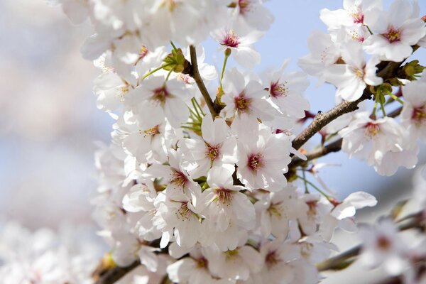 Cerezo de primavera hermoso árbol