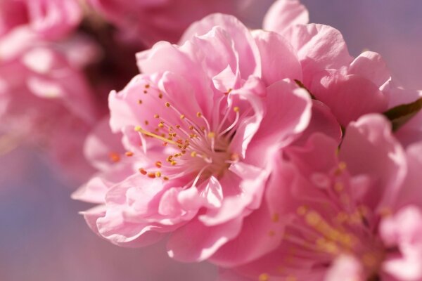 Fleur fleurs fleurs poussent