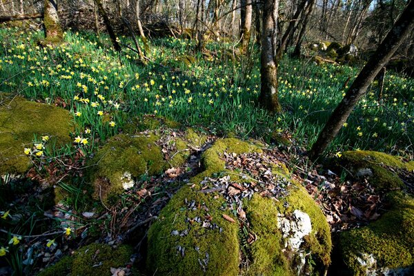 Spring, primroses among forest moss