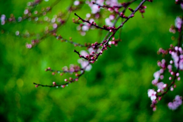 Imperfectly blossomed branches of the tree