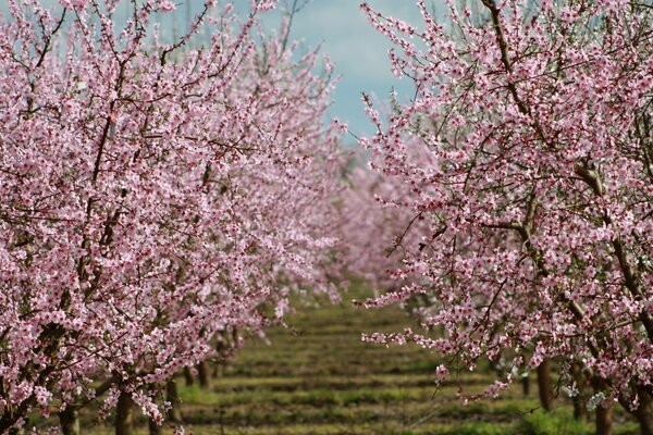 Spring flowering of the cherry tree